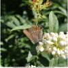 satyr acaciae imago10 don